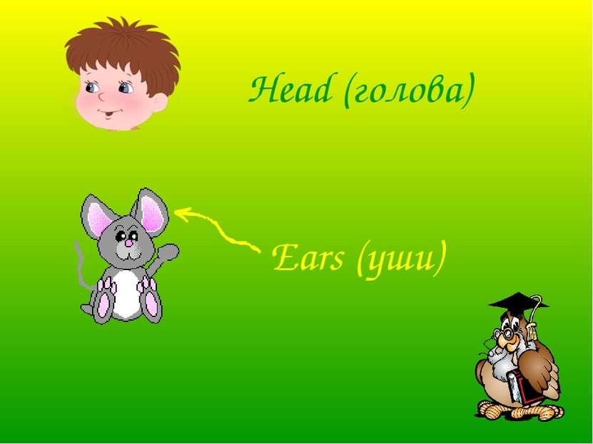 Head (голова) Ears (уши)