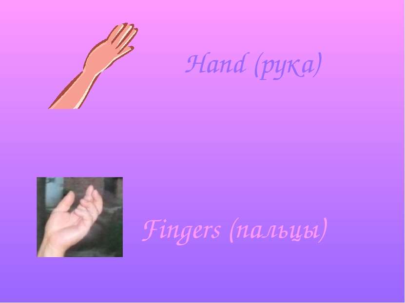 Hand (рука) Fingers (пальцы)