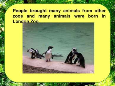 People brought many animals from other zoos and many animals were born in Lon...