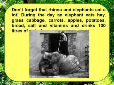 Don’t forget that rhinos and elephants eat a lot! During the day an elephant ...
