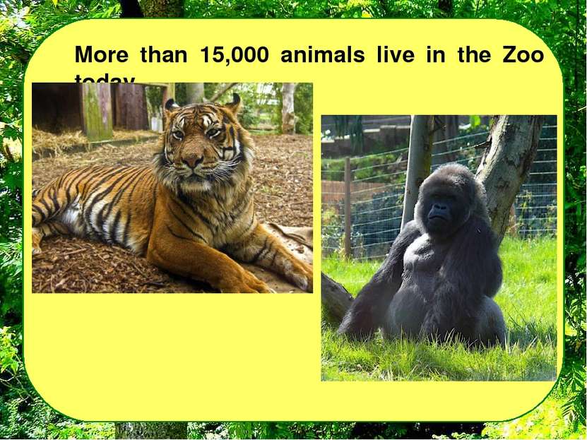 More than 15,000 animals live in the Zoo today.