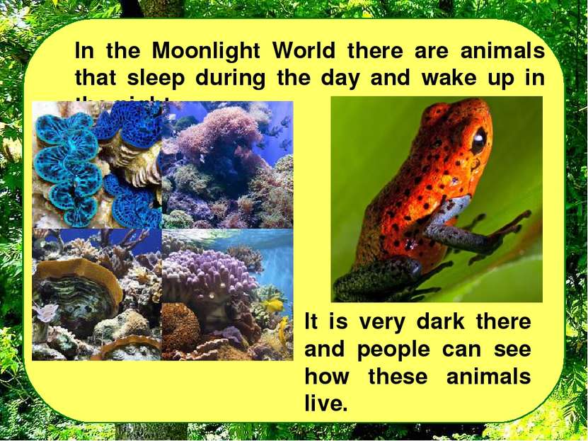 In the Moonlight World there are animals that sleep during the day and wake u...