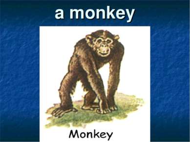 a monkey