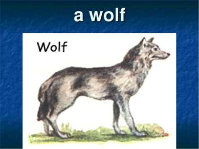 a wolf
