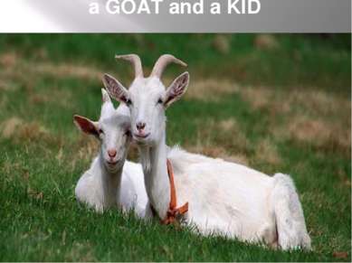 a GOAT and a KID