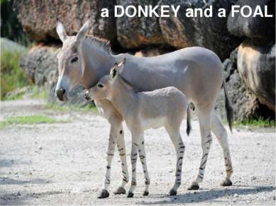 a DONKEY and a FOAL