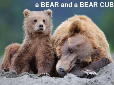 a BEAR and a BEAR CUB