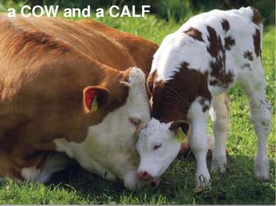 a COW and a CALF