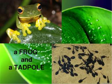 a FROG and a TADPOLE