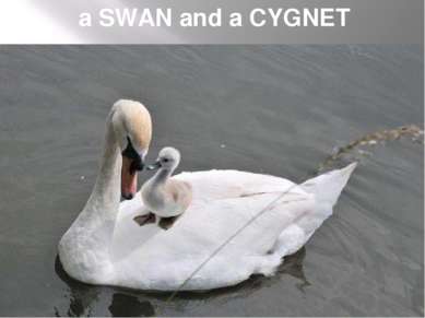 a SWAN and a CYGNET
