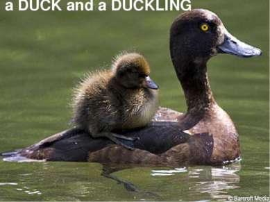 a DUCK and a DUCKLING