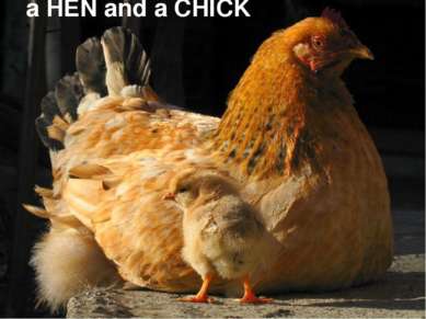 a HEN and a CHICK
