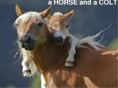 a HORSE and a COLT