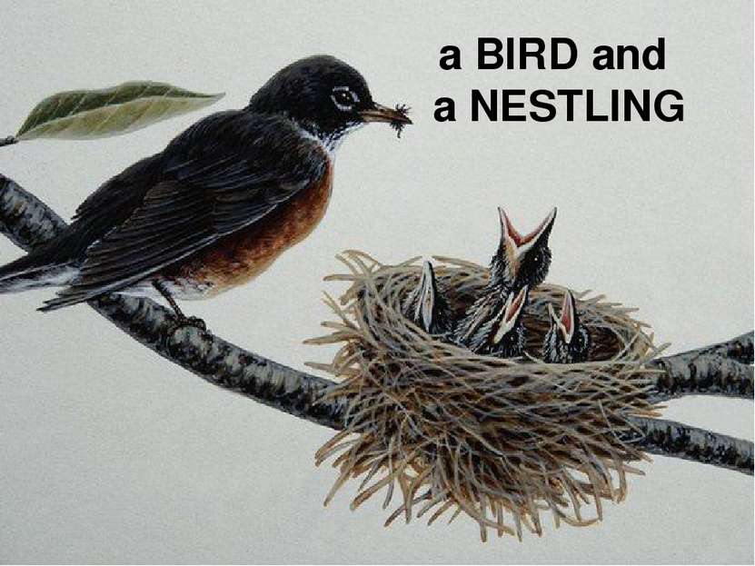 a BIRD and a NESTLING