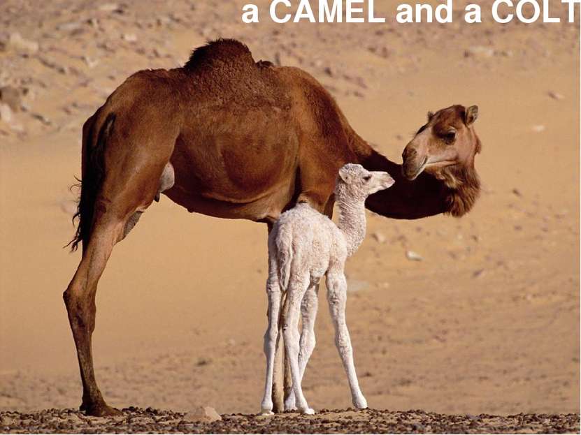 a CAMEL and a COLT