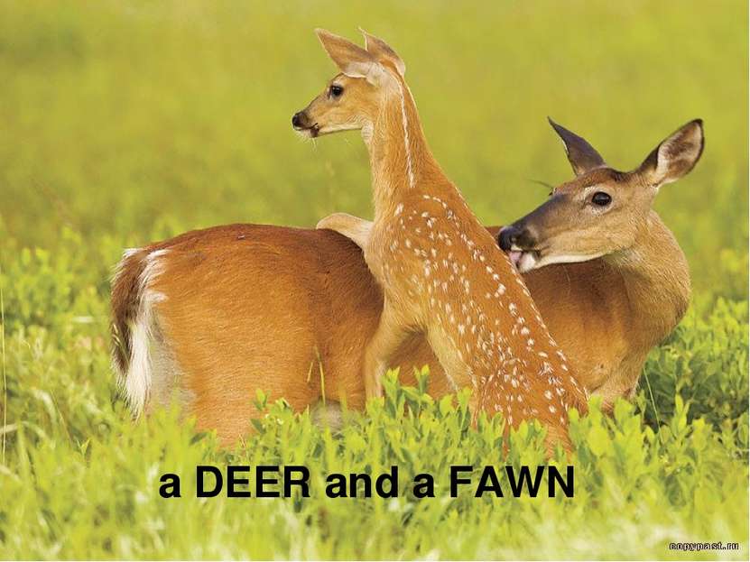 a DEER and a FAWN