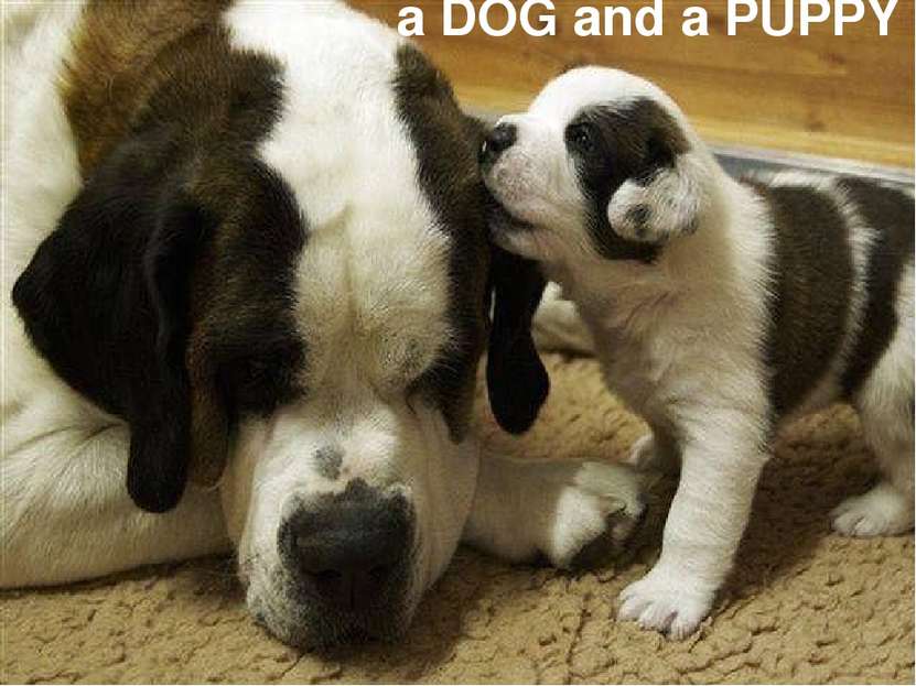 a DOG and a PUPPY