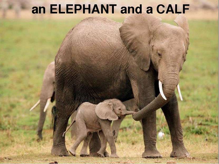 an ELEPHANT and a CALF