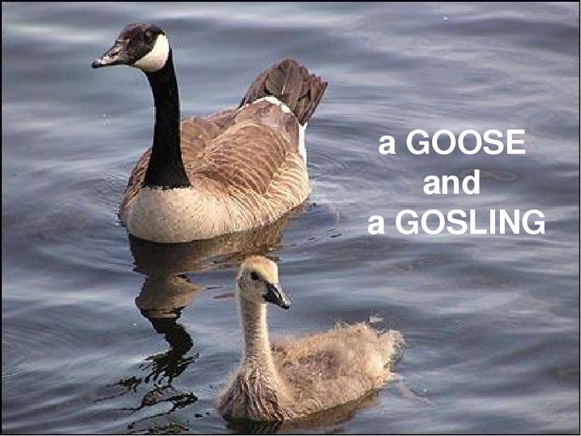 a GOOSE and a GOSLING