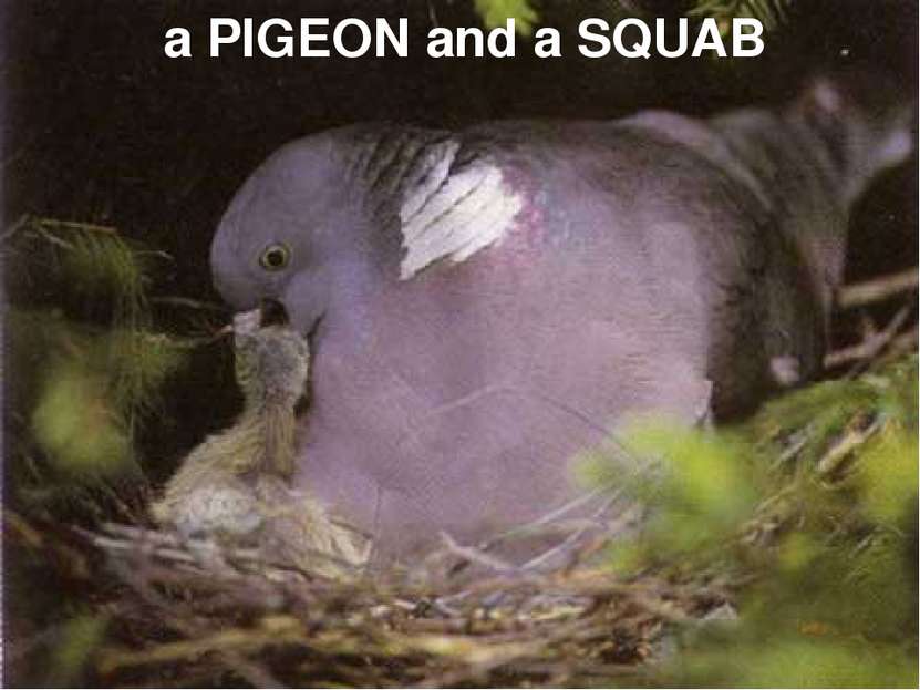 a PIGEON and a SQUAB