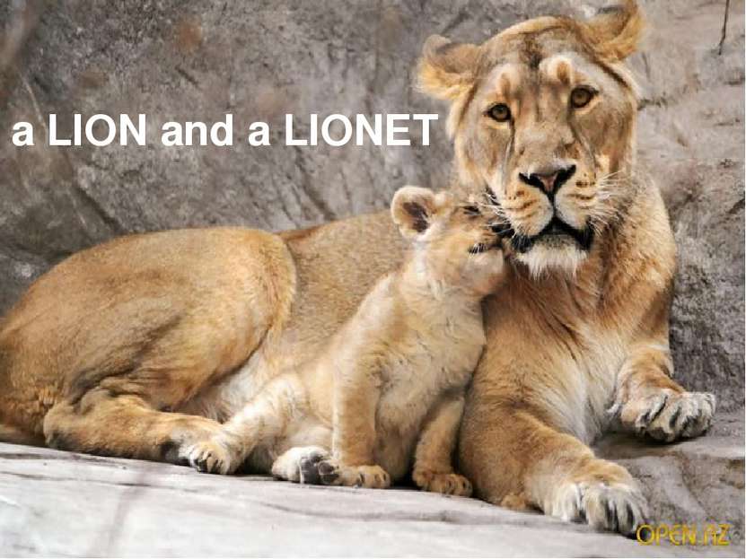 a LION and a LIONET