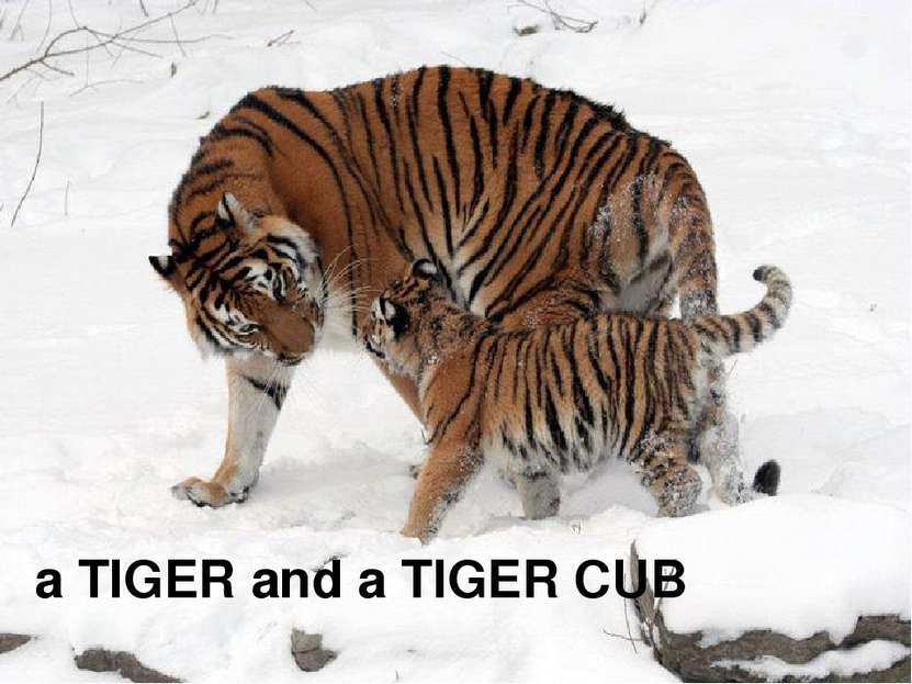 a TIGER and a TIGER CUB