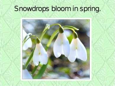 Snowdrops bloom in spring.