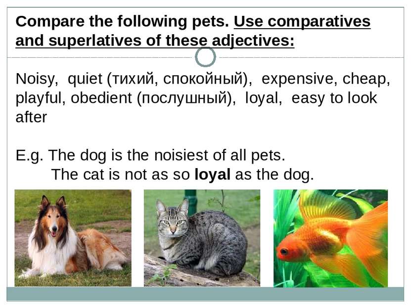Сompare the following pets. Use comparatives and superlatives of these adject...