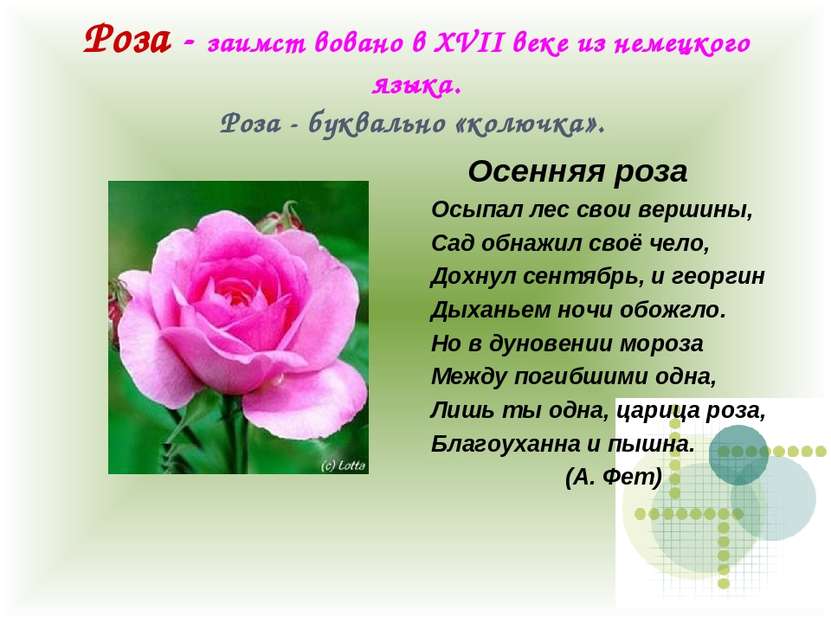 Роза - заимст вовано в XVII веке из немецкого языка. Роза - буквально «колючк...