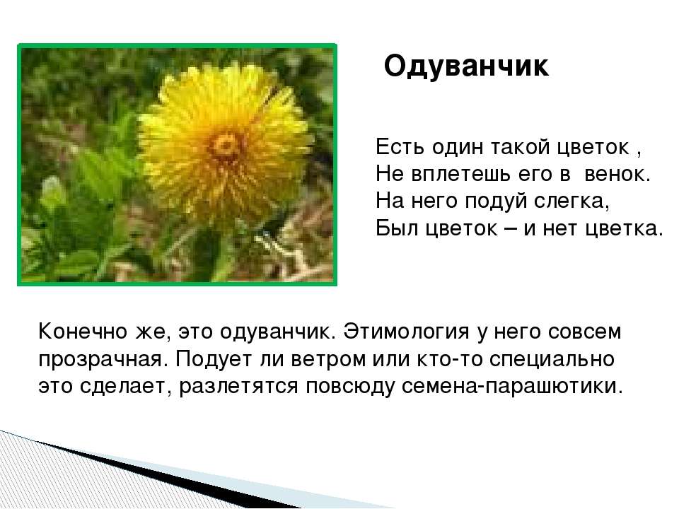 Как пишется слово одуванчик. Рассказ про одуванчик. Загадка есть один такой цветок не вплетешь его в венок. Одуванчик описание. Одуванчик маленькая информация.