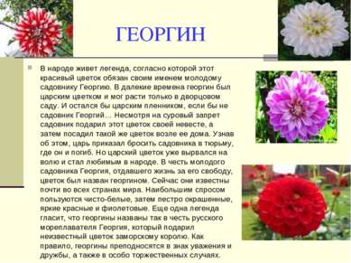 ГЕОРГИН В народе живет легенда, согласно которой этот красивый цветок обязан ...