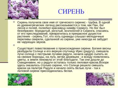 СИРЕНЬ Сирень получила свое имя от греческого сиринкс - трубка. В одной из др...