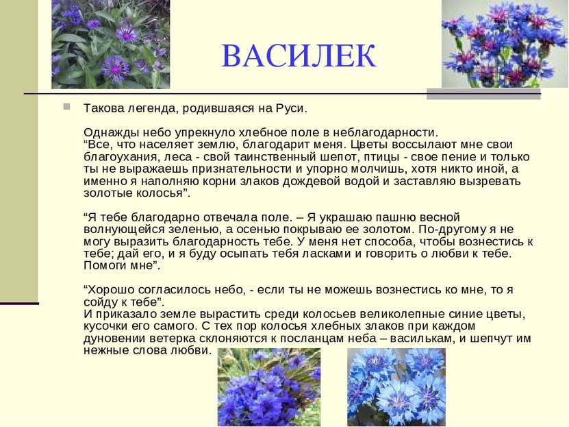 ВАСИЛЕК Такова легенда, родившаяся на Руси. Однажды небо упрекнуло хлебное по...