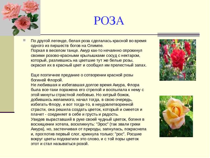 РОЗА По другой легенде, белая роза сделалась красной во время одного из пирше...