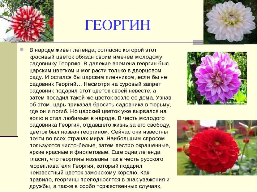 ГЕОРГИН В народе живет легенда, согласно которой этот красивый цветок обязан ...