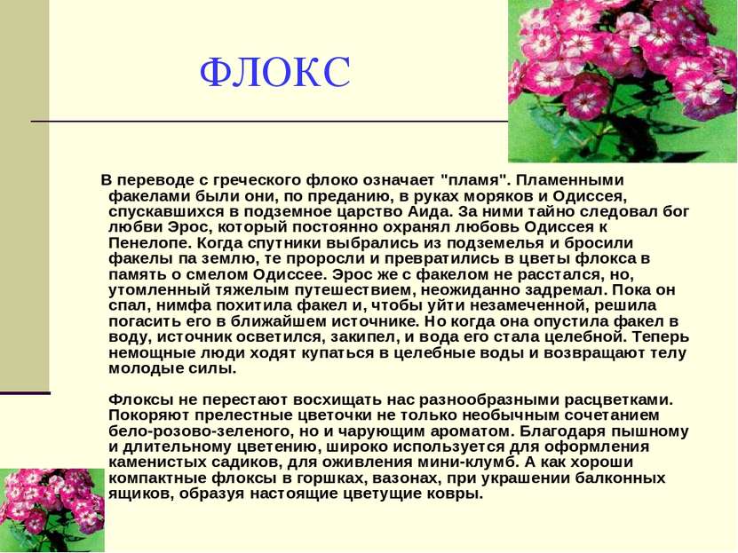 ФЛОКС В переводе с греческого флоко означает "пламя". Пламенными факелами был...