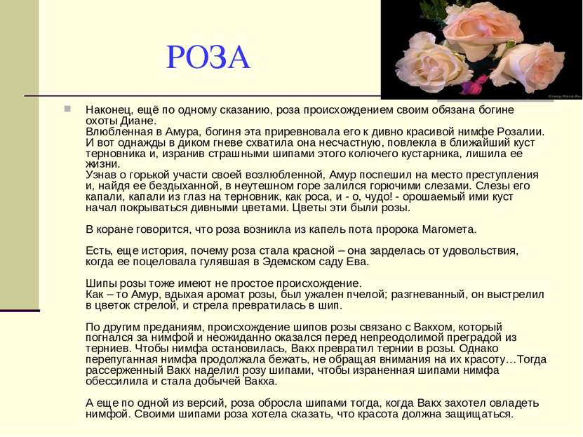 РОЗА Наконец, ещё по одному сказанию, роза происхождением своим обязана богин...