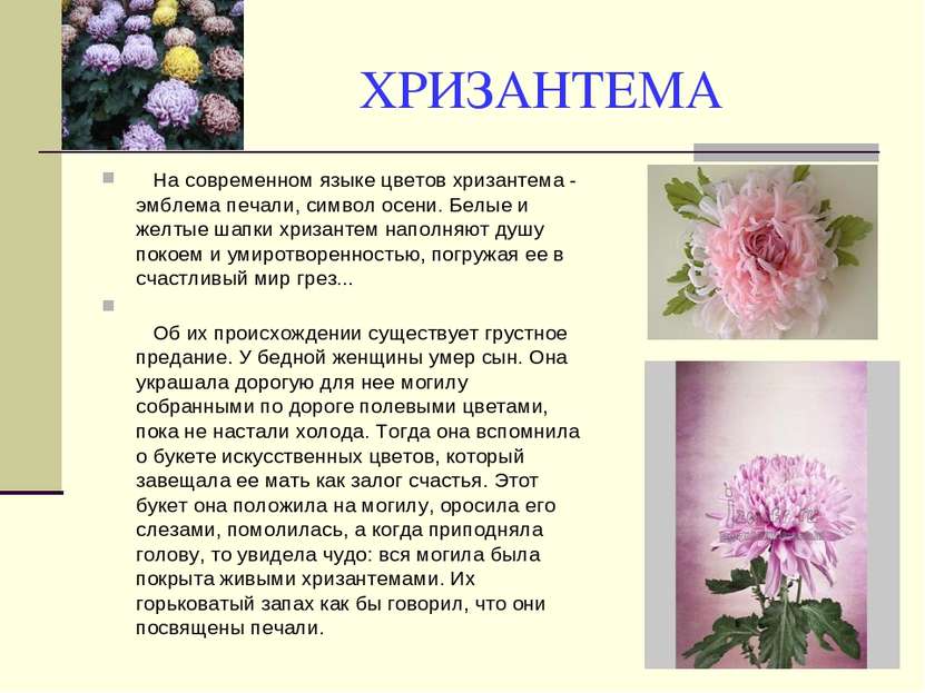 ХРИЗАНТЕМА На современном языке цветов хризантема - эмблема печали, символ ос...