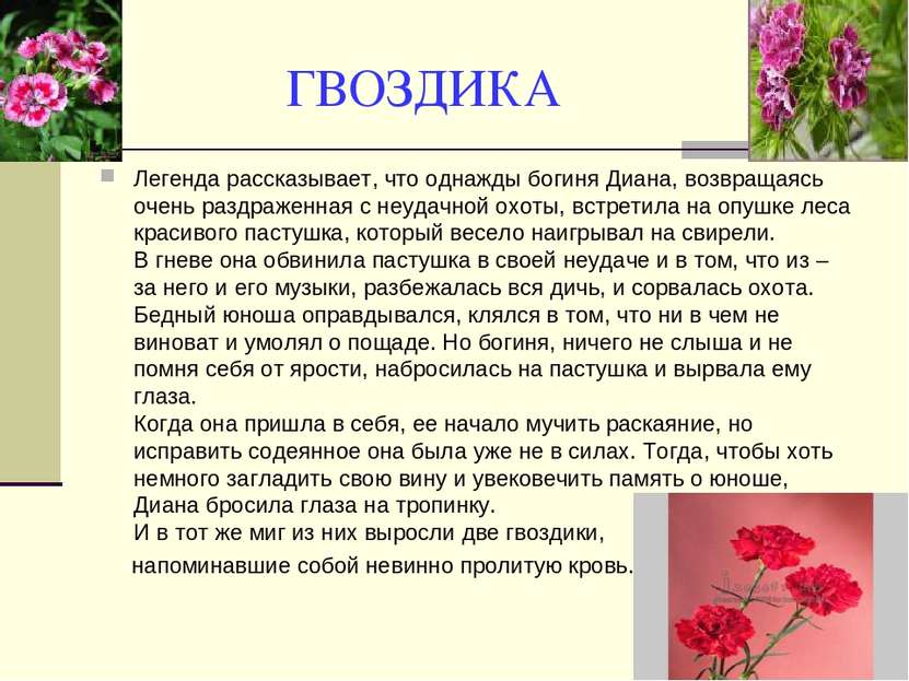 ГВОЗДИКА Легенда рассказывает, что однажды богиня Диана, возвращаясь очень ра...