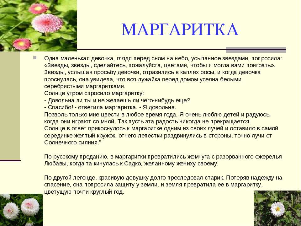 Маргаритка текст. Маргаритки цветы описание. Маргаритка описание растения. Стихи о маргаритках цветах. Маргаритка цветок сообщение.