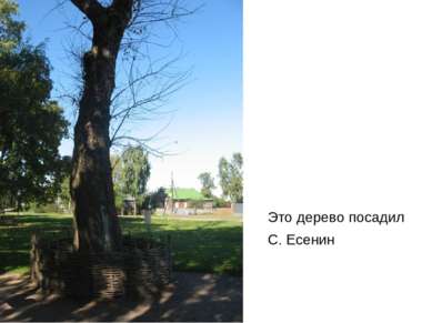 Это дерево посадил С. Есенин