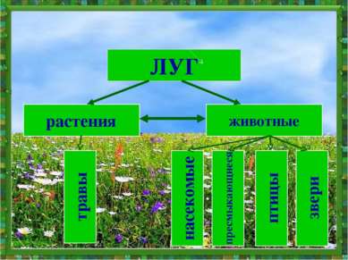 ЛУГ растения животные травы насекомые пресмыкающиеся птицы звери