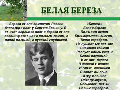 Береза стала символом России благодаря поэту Сергею Есенину. В стихотворениях...