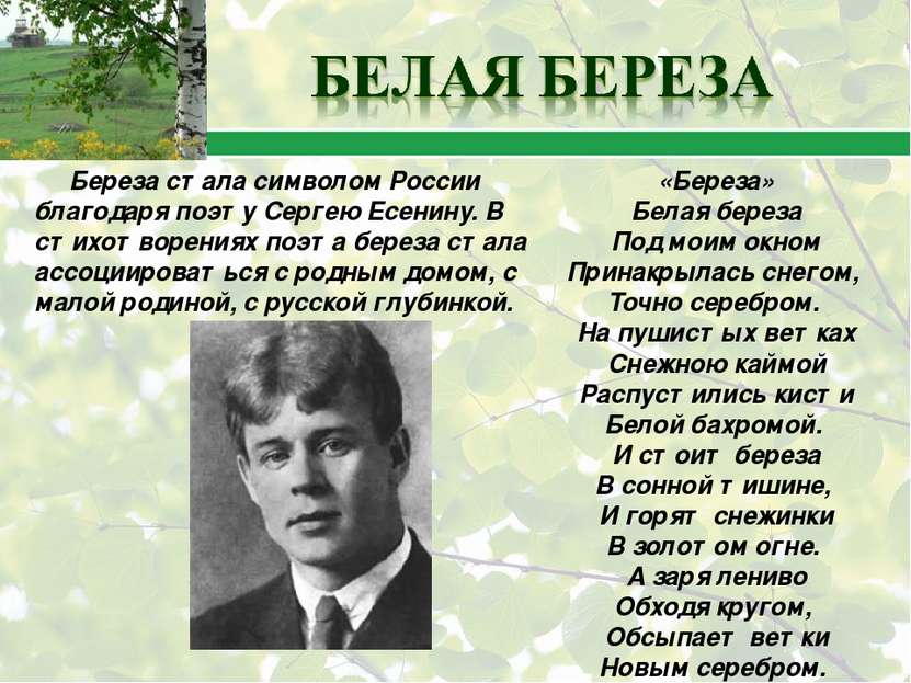 Береза стала символом России благодаря поэту Сергею Есенину. В стихотворениях...