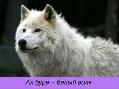 Ак буре – белый волк