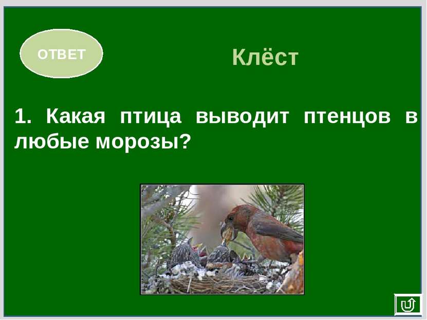1. Какая птица выводит птенцов в любые морозы? ОТВЕТ Клёст