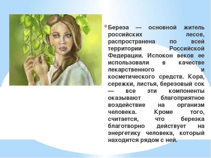 Береза — основной житель российских лесов, распространена по всей территории ...