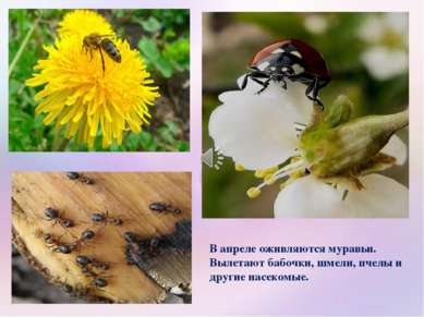 В апреле оживляются муравьи. Вылетают бабочки, шмели, пчелы и другие насекомые.