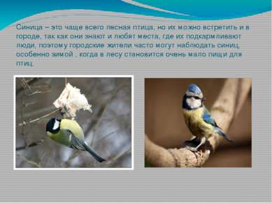 Синица – это чаще всего лесная птица, но их можно встретить и в городе, так к...
