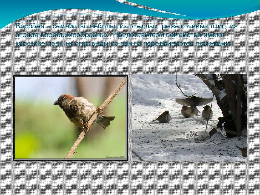 Воробей – семейство небольших оседлых, реже кочевых птиц, из отряда воробьино...